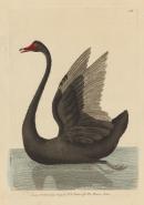 Black swan