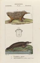 Echidna, Ornithorhyncus