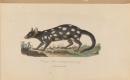 Dasyurus Viverrinus