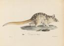 Dasyurus Maugei
