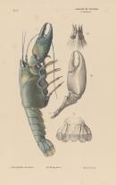 Murray crayfish