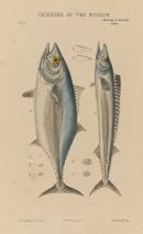 Atlantic bluefin tuna