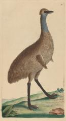 Southern cassowary
