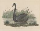 Black swan