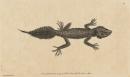 Broad-tailed gecko