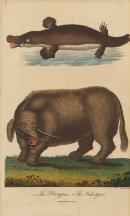 The Platypus, The Sukotyro