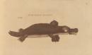 Duck-billed platypus