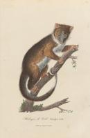 Cook’s phalanger