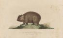 Wombat
