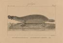 Ornithorhyncus paradoxus