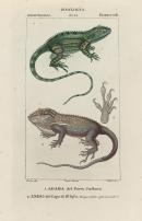 Lizards of Port Jackson