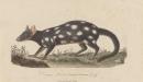 Dasyurus Viverrinus