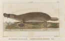Ornithorhyncus paradoxus