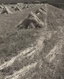 No title (Corn stooks)